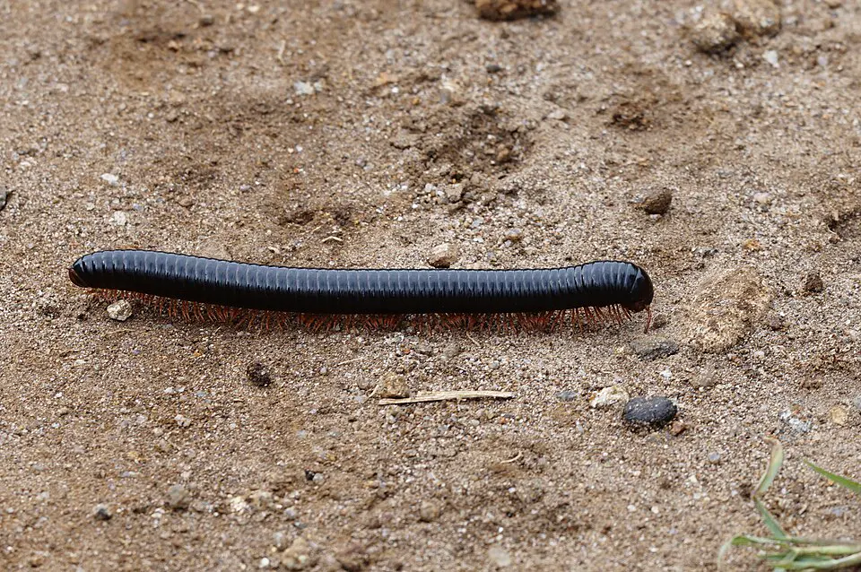 A millipede on a leaf