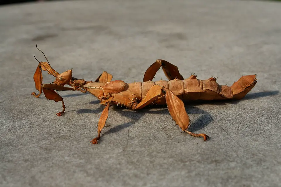 Spiny leaf insect
